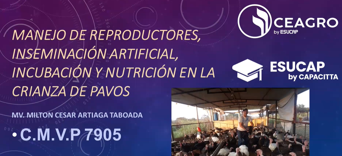 Pavos 2: Manejo de Reproductores, Inseminación Artificial, Incubación y Nutrición